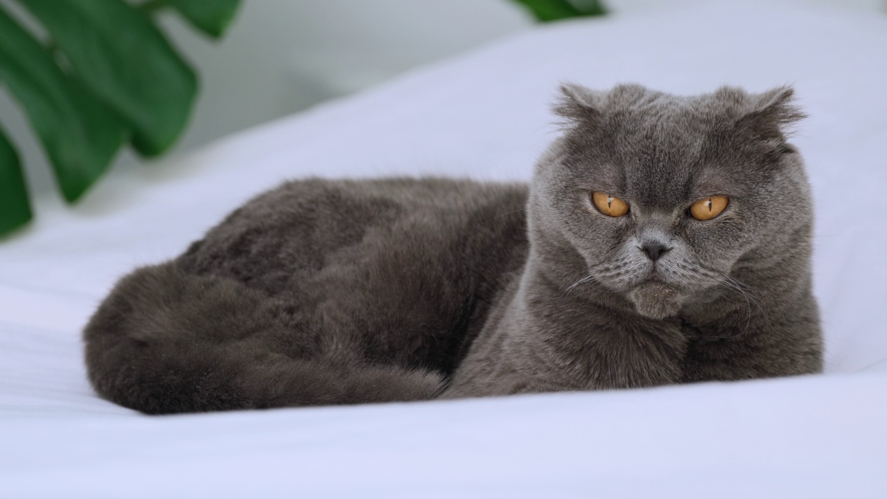 苏格兰折耳猫坐着看着镜头，向前看。英国短毛猫，灰色和蓝色，黄色的大眼睛。家猫，动物，宠物视频素材