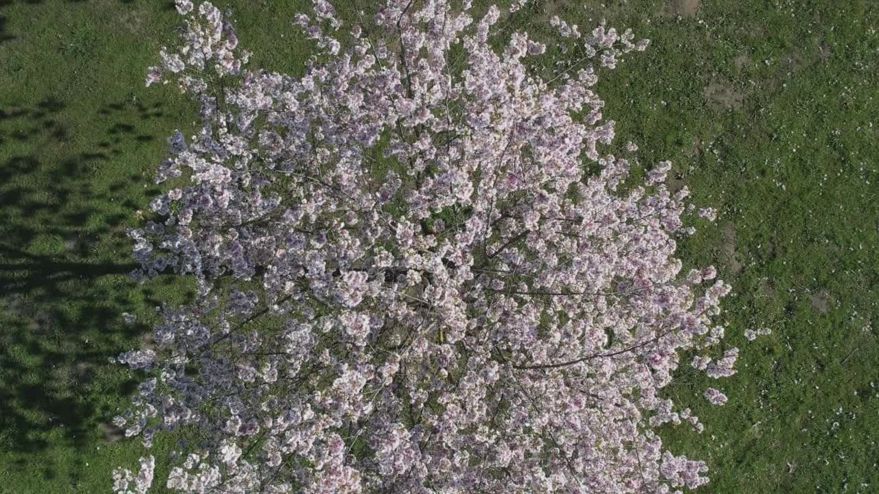 无人机拍摄的樱花开满了粉红色的花朵视频素材