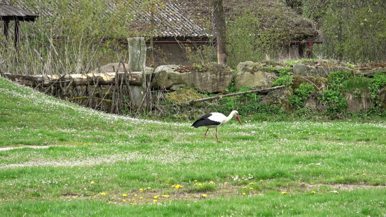 白鹳(Ciconia Ciconia)在草地上散步视频素材