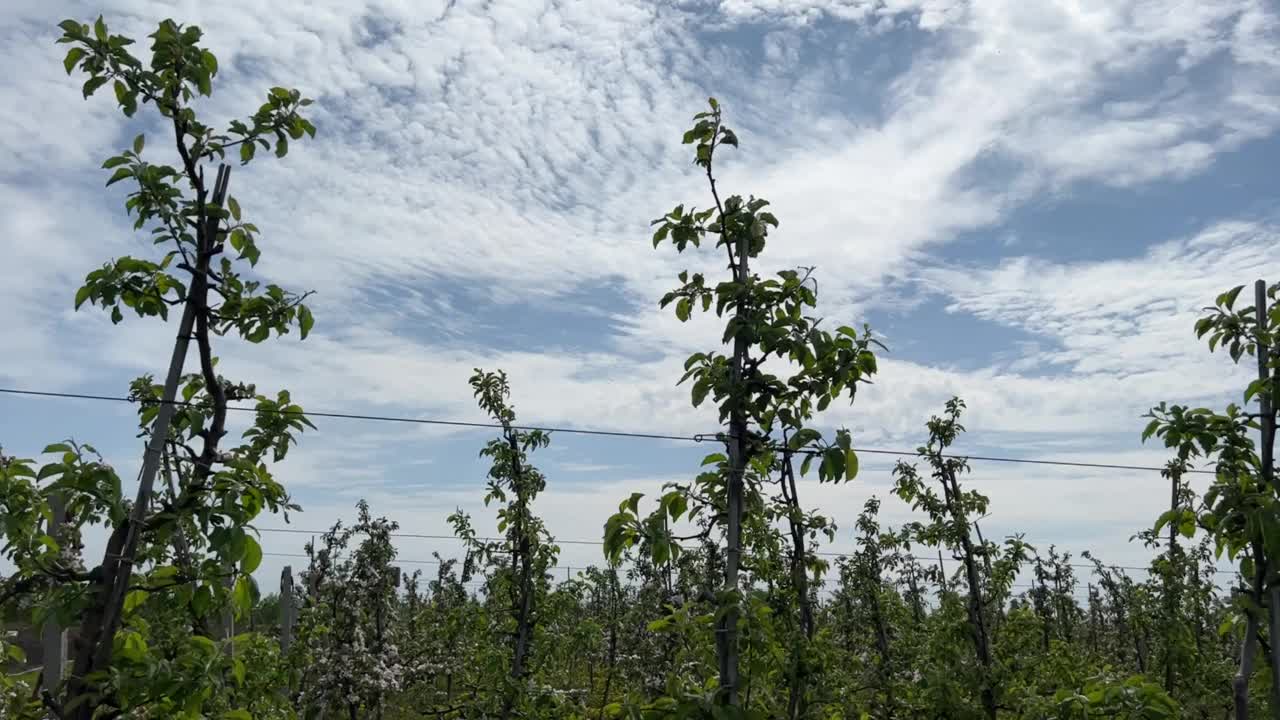 春天苹果花园开花。果园里盛开的苹果树。视频素材