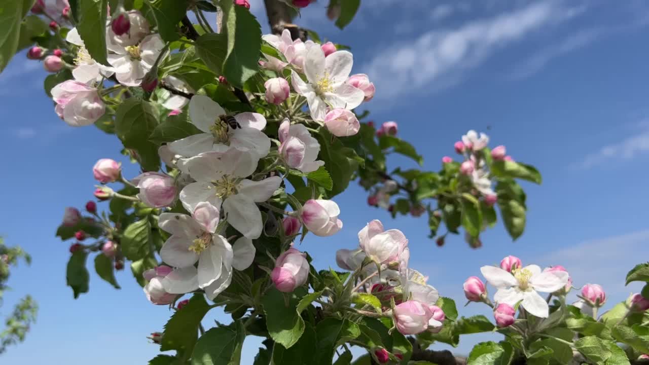 春天苹果花园开花。果园里盛开的苹果树。视频素材