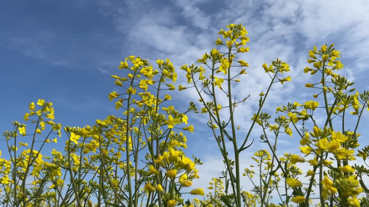 在晴朗的夏日，黄色的油菜花映衬着清澈的蓝天。视频素材