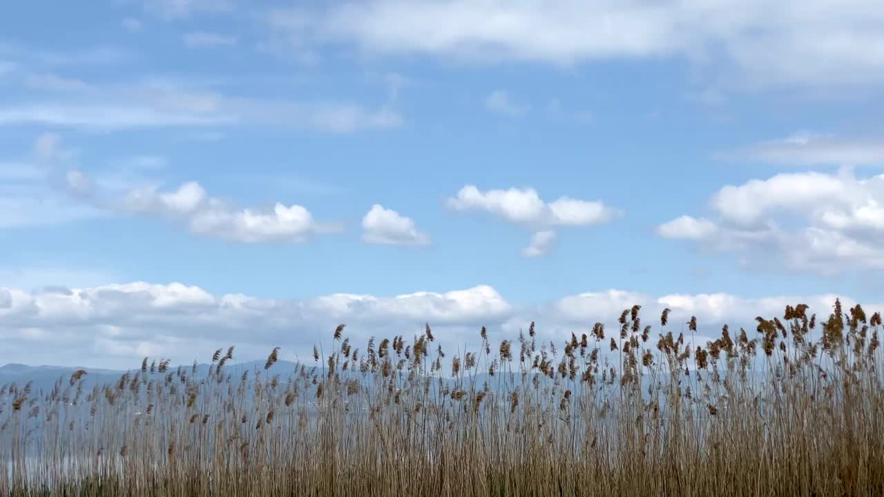 采购产品芦苇和湖，景观，芦苇，芦苇床，湖上的倒影视频素材