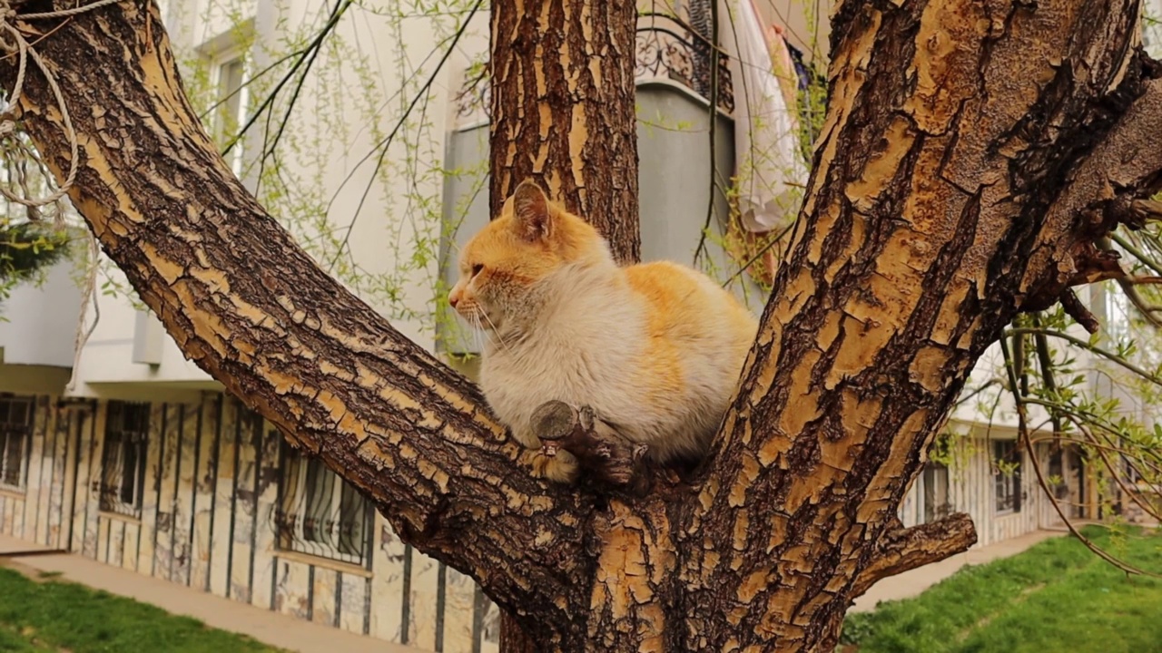 美丽的流浪猫坐在花园里的树上。
城市野生动物，野生自然。
可爱的猫，喜欢动物，宠物。
无家可归的猫,宠物视频素材