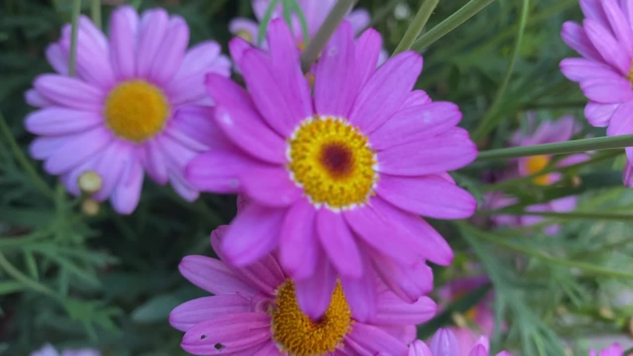 argyranum frutescens，被称为巴黎雏菊，玛格丽特或玛格丽特雏菊，一种多年生植物，以其花而闻名视频素材