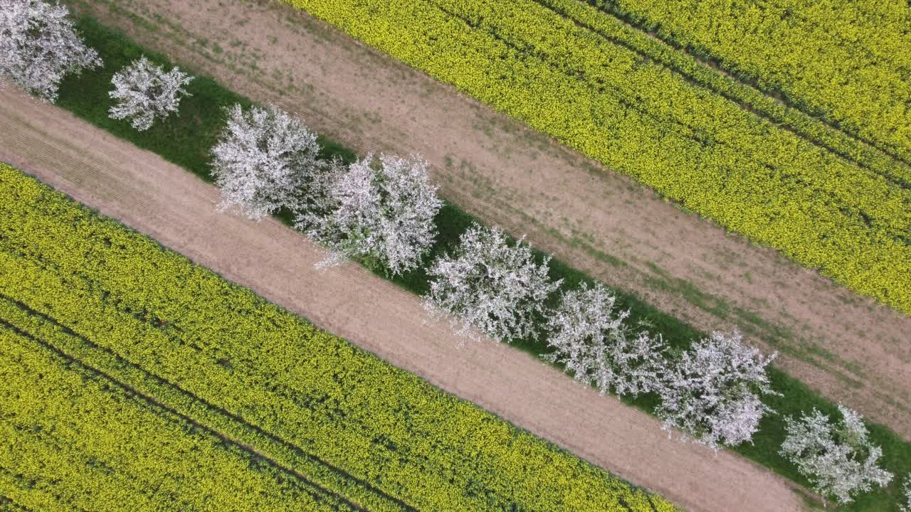 无人机在春天黄色的油菜田之间飞过开花的苹果树，鸟瞰图视频素材