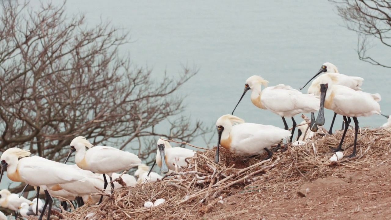 DMZ(朝鲜非军事区)，Gujido岛-一群黑脸琵鹭(Platalea minor)孵蛋和保护蛋/韩国视频素材