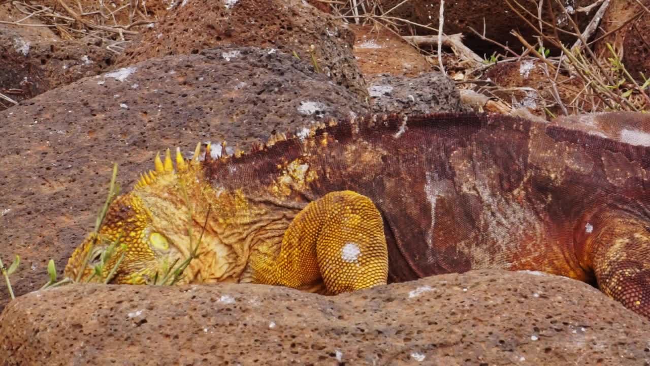 加拉帕戈斯陆地鬣蜥(Conolophus subcristatus)喂养视频素材