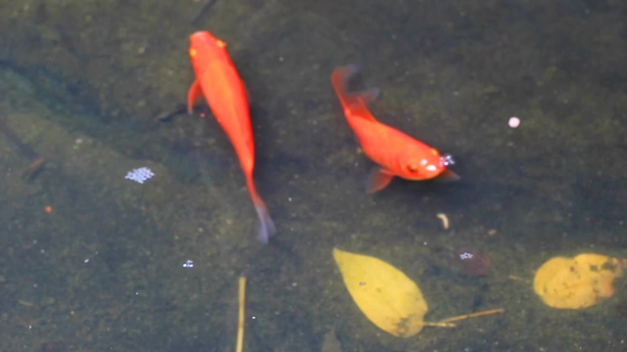 自然的鱼池视频素材