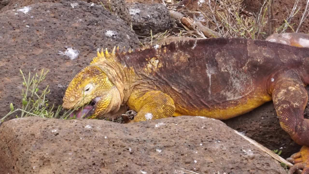 加拉帕戈斯陆地鬣蜥(Conolophus subcristatus)喂养视频素材