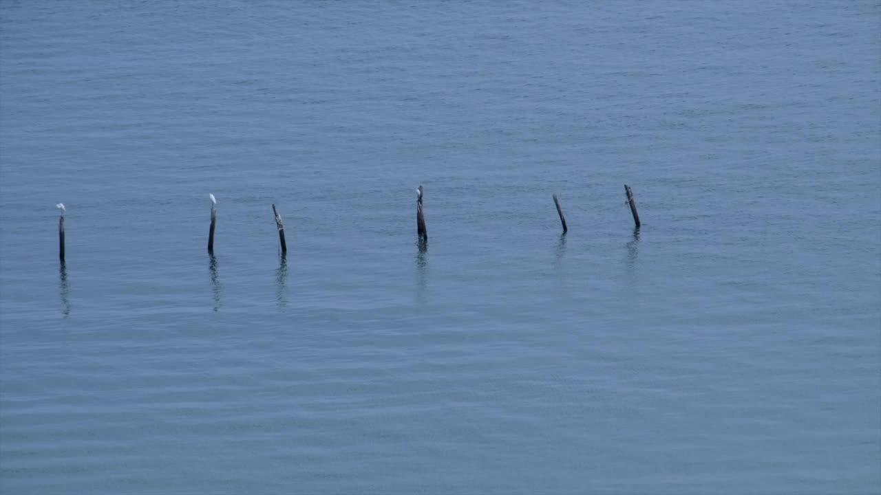 鸟儿站在树桩上，海浪以蓝色的大海为背景视频素材