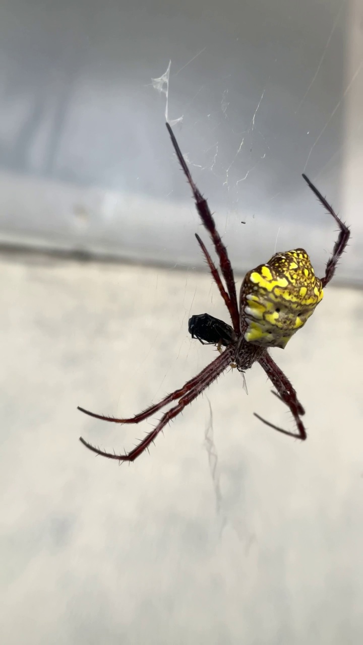 金蛛或黄色蜘蛛在网上等待猎物视频素材