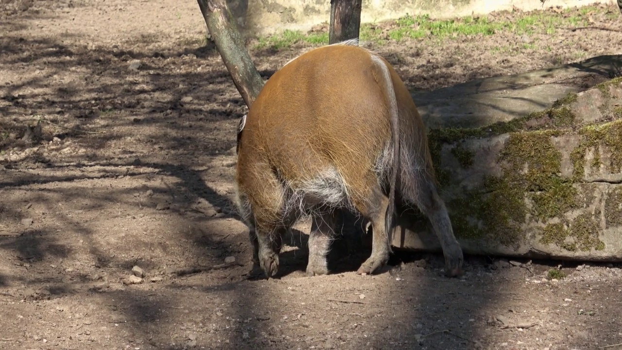 寻找食物的红河猪(Potamochoerus porcus)。视频素材