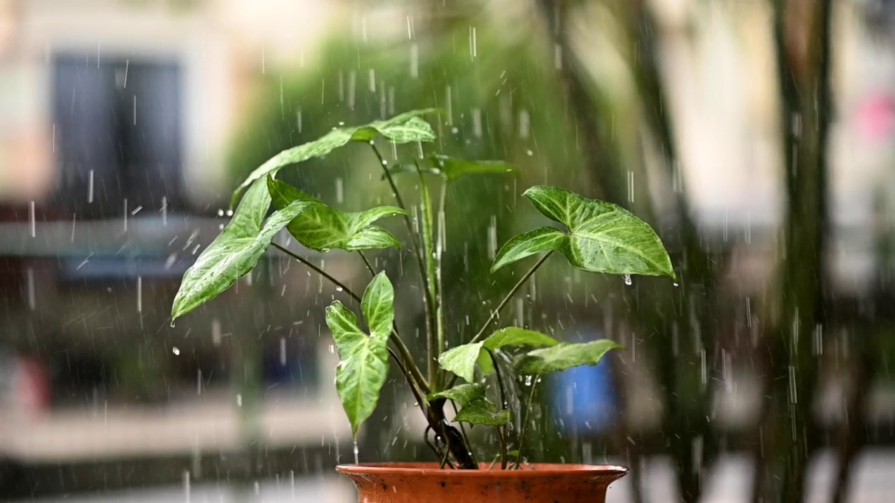 水的植物。视频给植物浇水。慢慢净化空气。慢动作视频视频素材