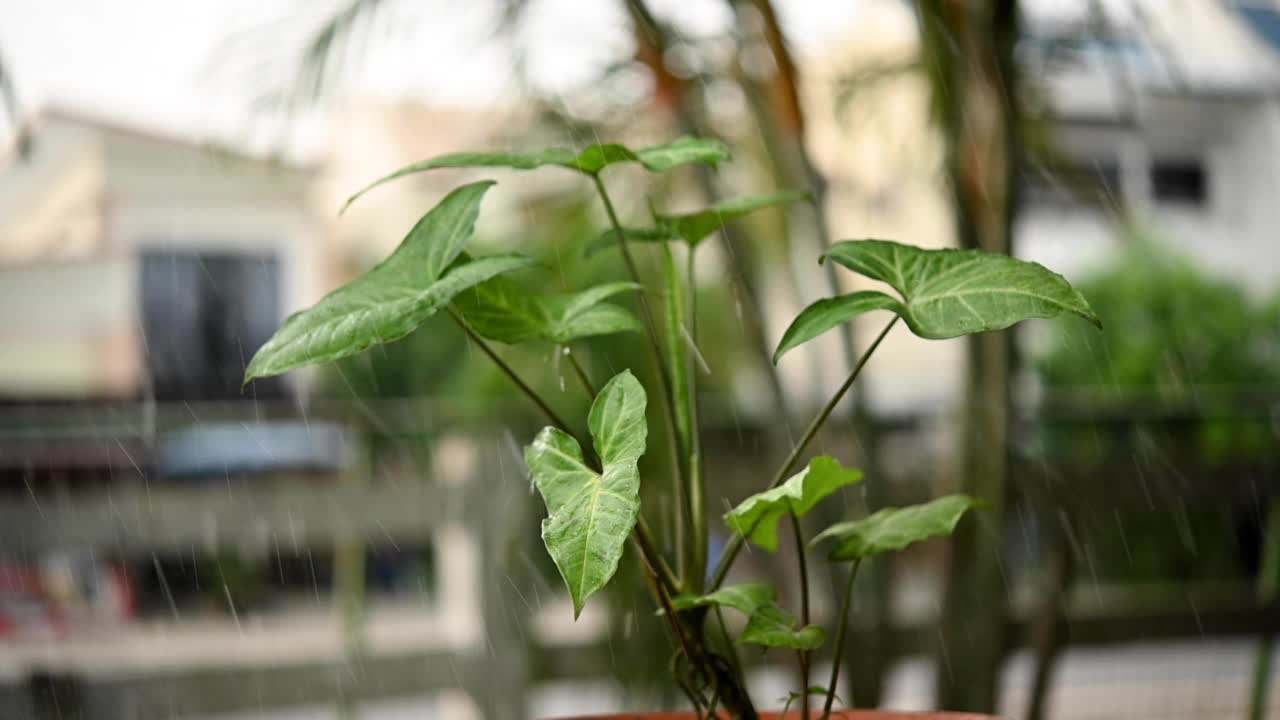 水的植物。视频给植物浇水。慢慢净化空气。慢动作视频视频素材