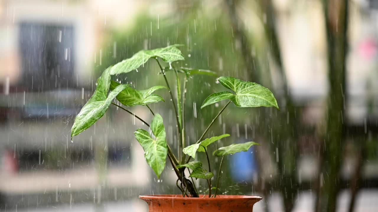 水的植物。视频给植物浇水。慢慢净化空气。慢动作视频视频素材