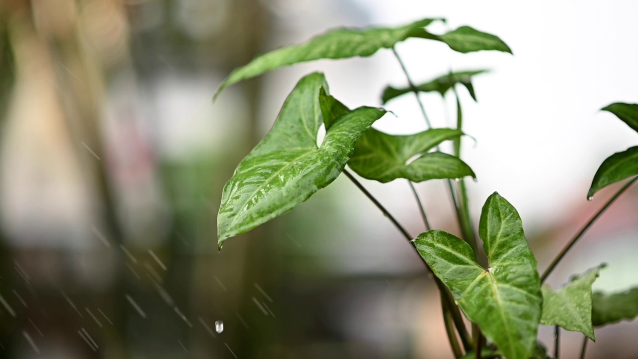 水的植物。视频给植物浇水。慢慢净化空气。慢动作视频视频素材