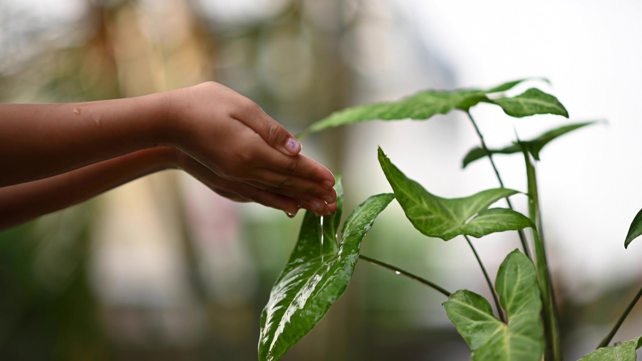 亲手给植物浇水。慢慢净化空气的植物浇水录像。为我们喜爱的植物浇水。空气净化器视频素材