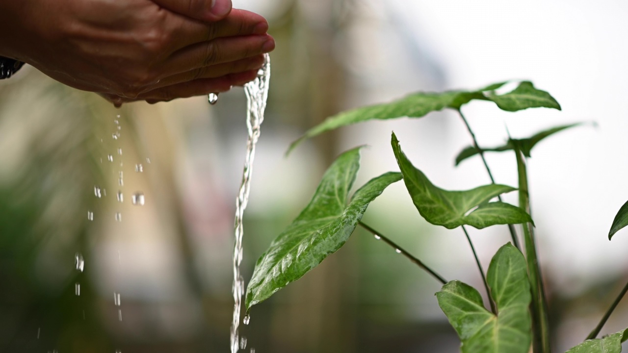 亲手给植物浇水。慢慢净化空气的植物浇水录像。为我们喜爱的植物浇水。空气净化器视频素材