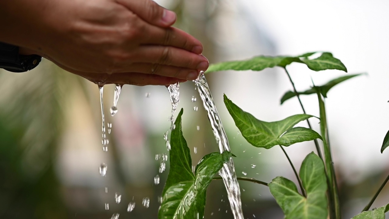 亲手给植物浇水。慢慢净化空气的植物浇水录像。为我们喜爱的植物浇水。空气净化器视频素材