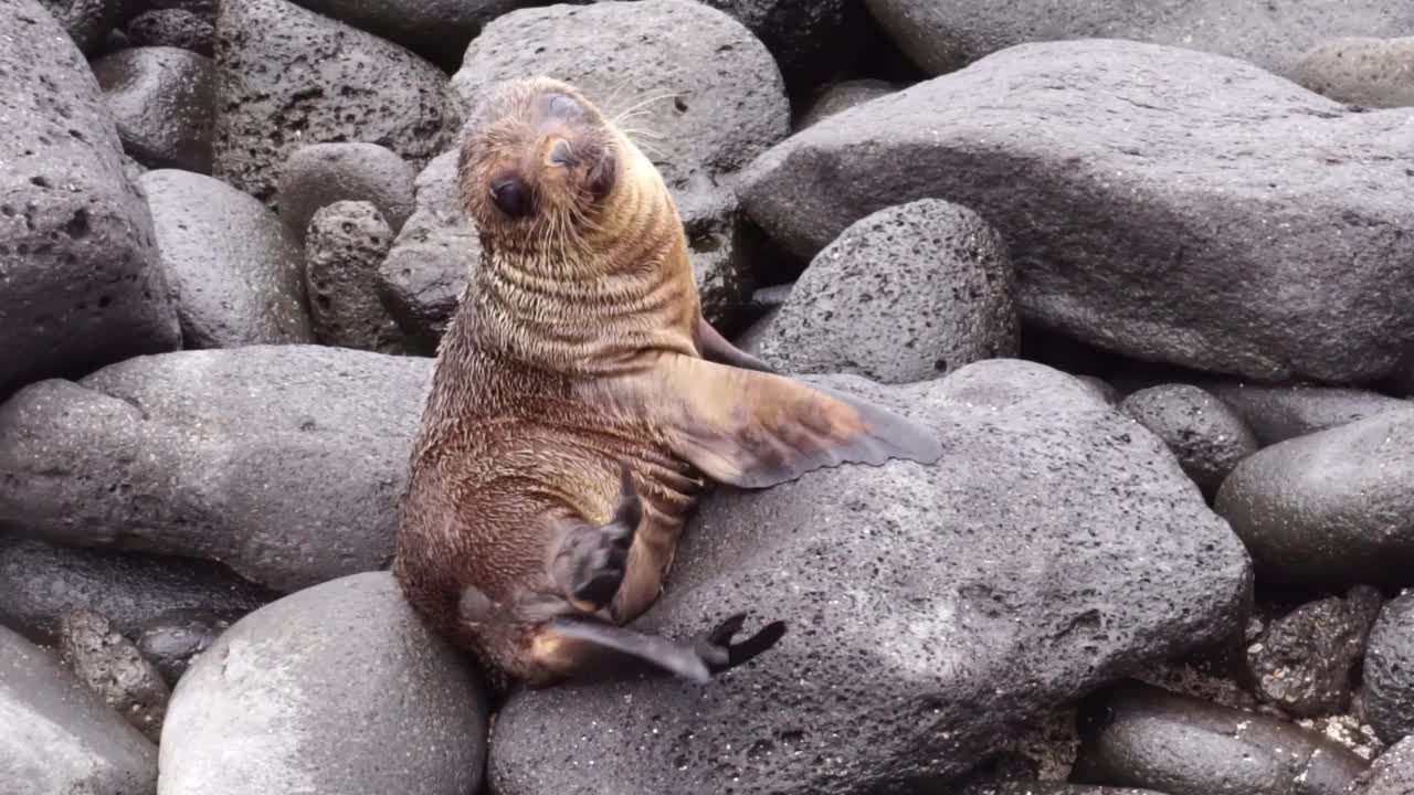 加拉帕戈斯海狗视频素材