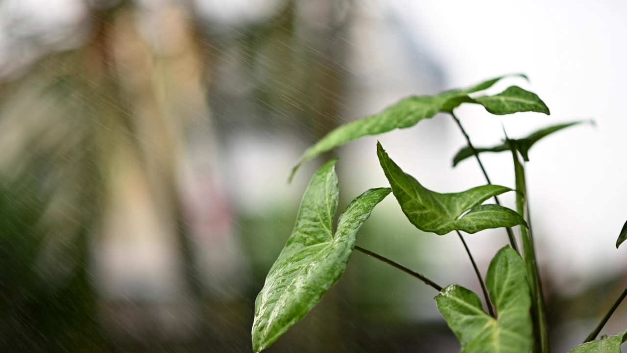 水的植物。视频给植物浇水。慢慢净化空气。慢动作视频视频素材