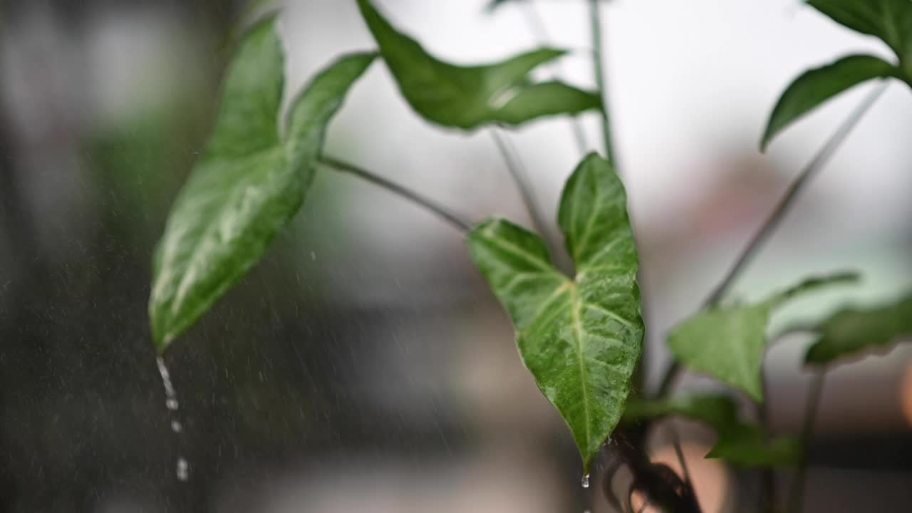 水的植物。视频给植物浇水。慢慢净化空气。慢动作视频视频素材