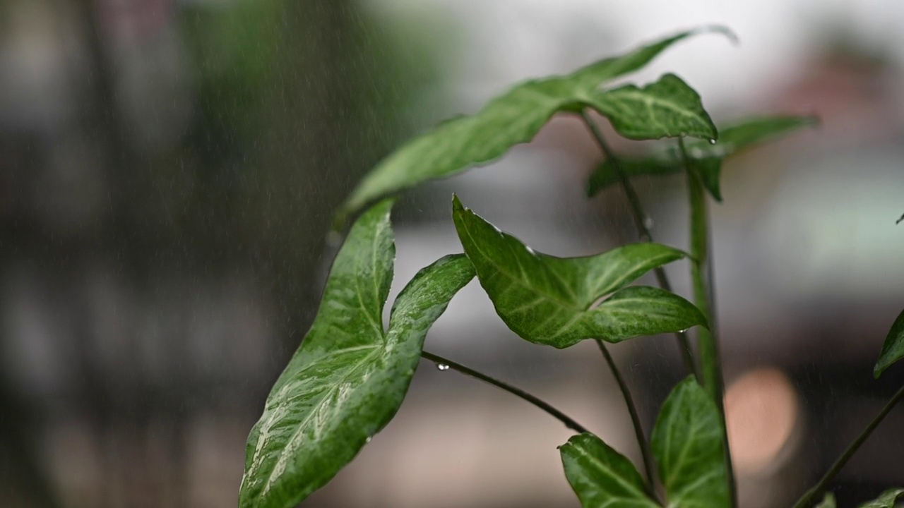 水的植物。视频给植物浇水。慢慢净化空气。慢动作视频视频素材