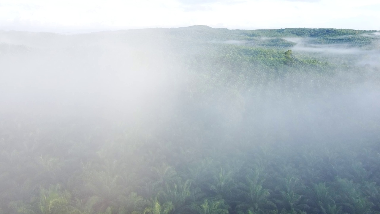 油棕种植园的无人机镜头视频素材