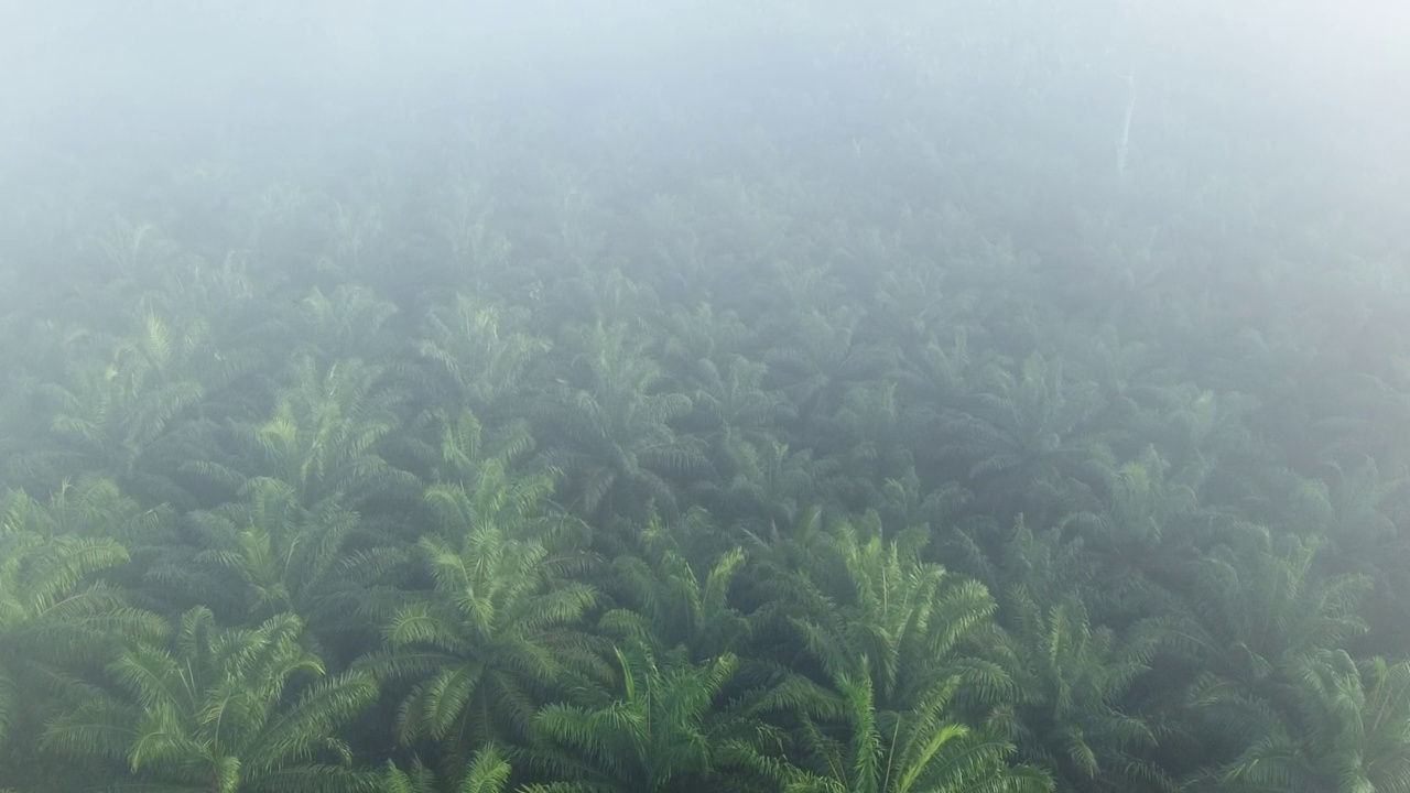 油棕种植园的无人机镜头视频素材