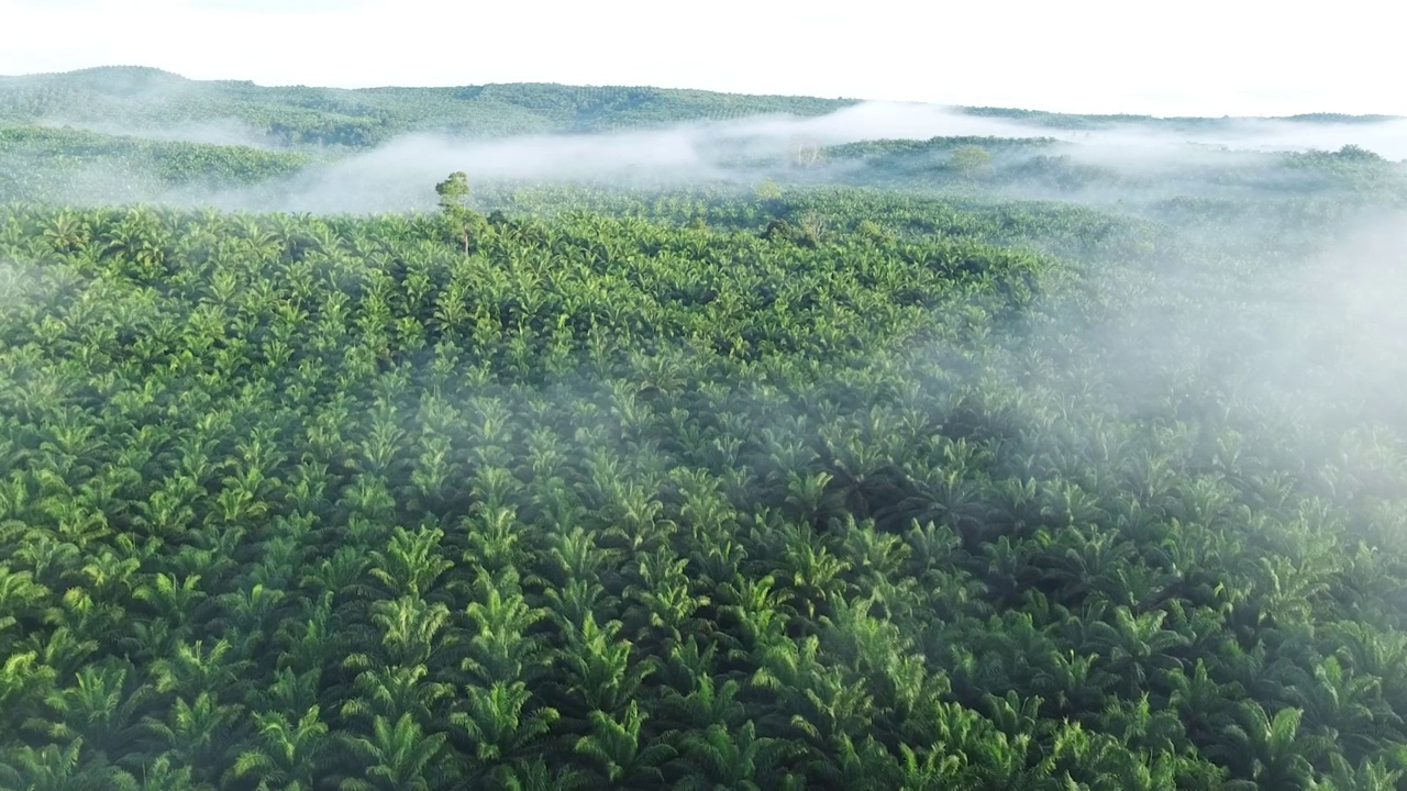 油棕种植园的无人机镜头视频素材