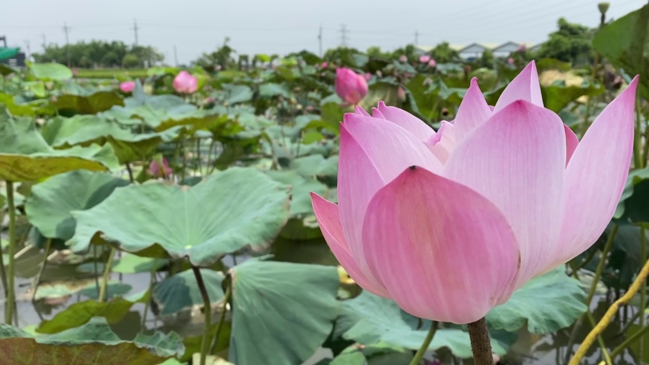 选定焦点为粉红色莲花视频素材