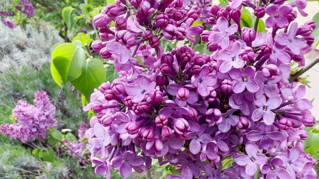 花园里盛开的丁香花视频素材