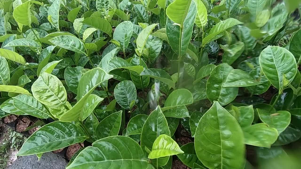 雨水落在绿树上，使它们保持湿润和丰饶。视频下载