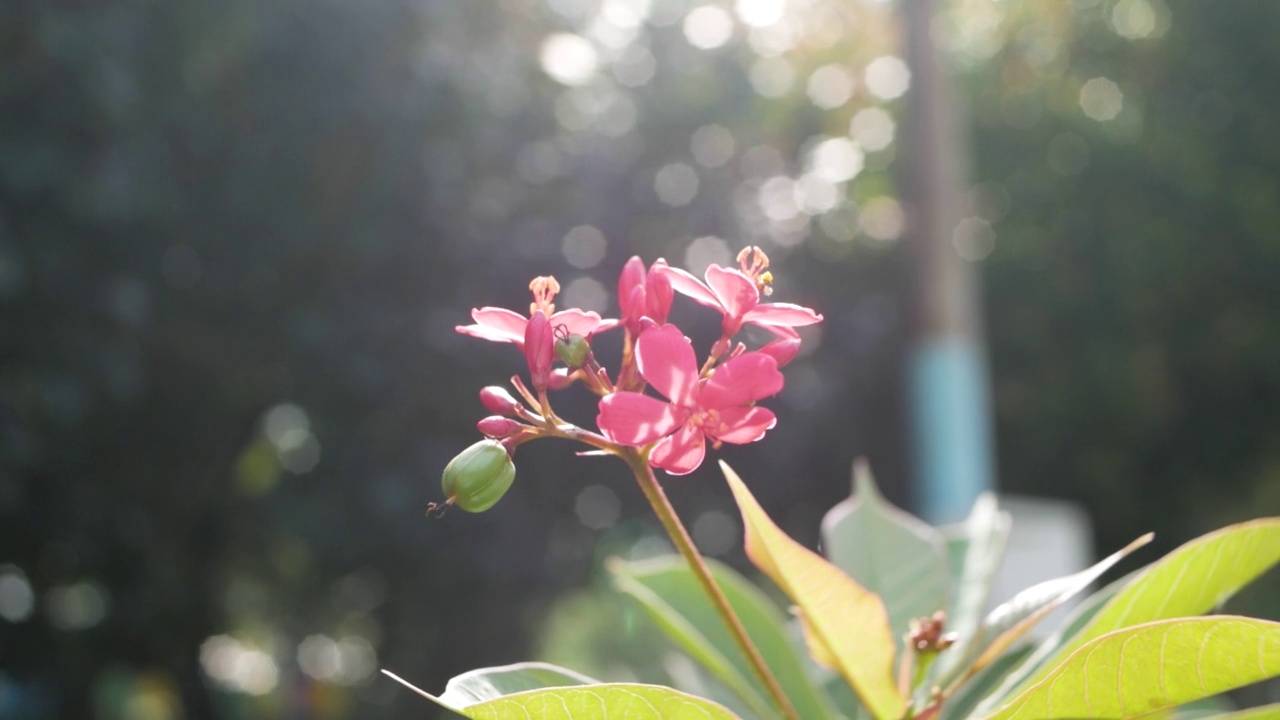 蜜蜂视频素材