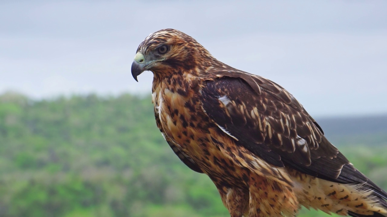 加拉帕戈斯鹰(Buteo galapagoensis)视频素材