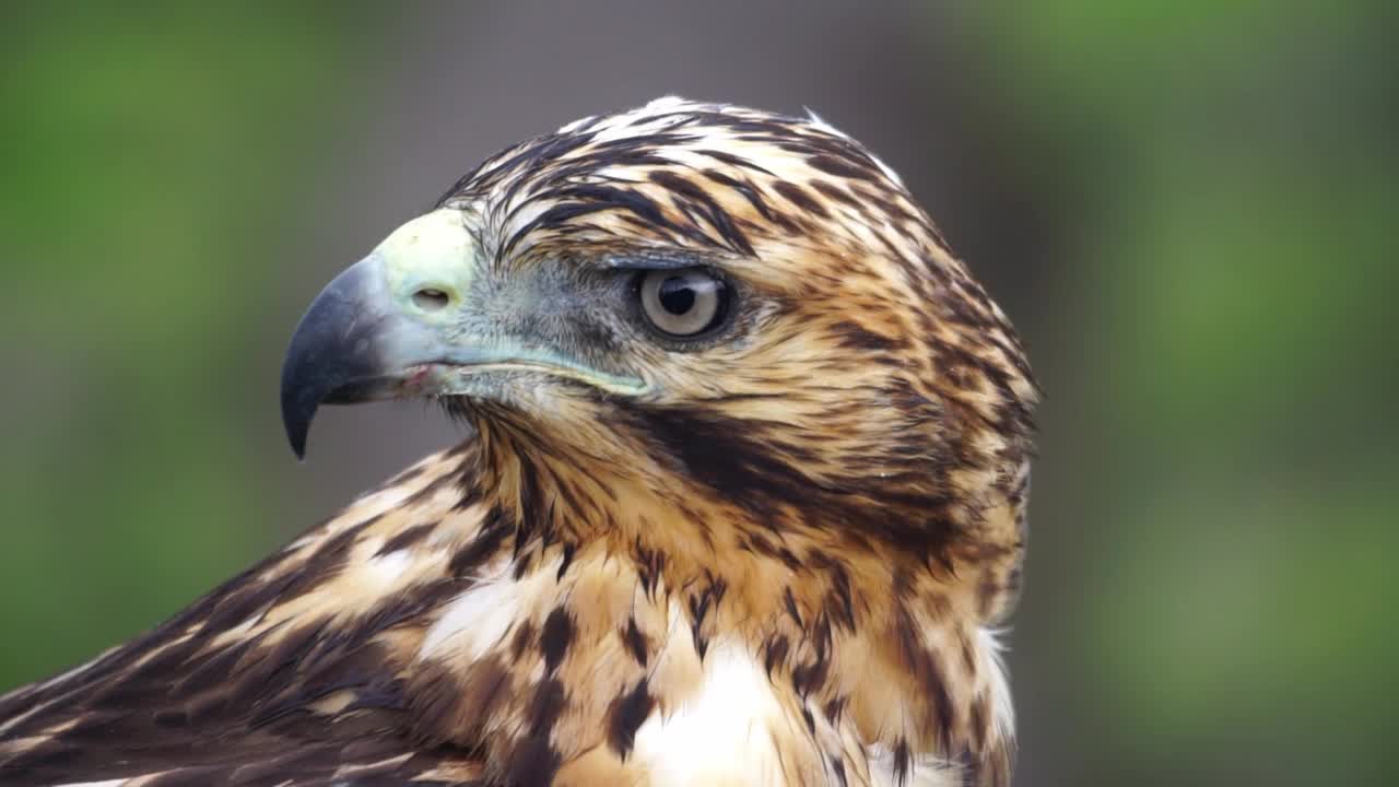 加拉帕戈斯鹰(Buteo galapagoensis)视频素材