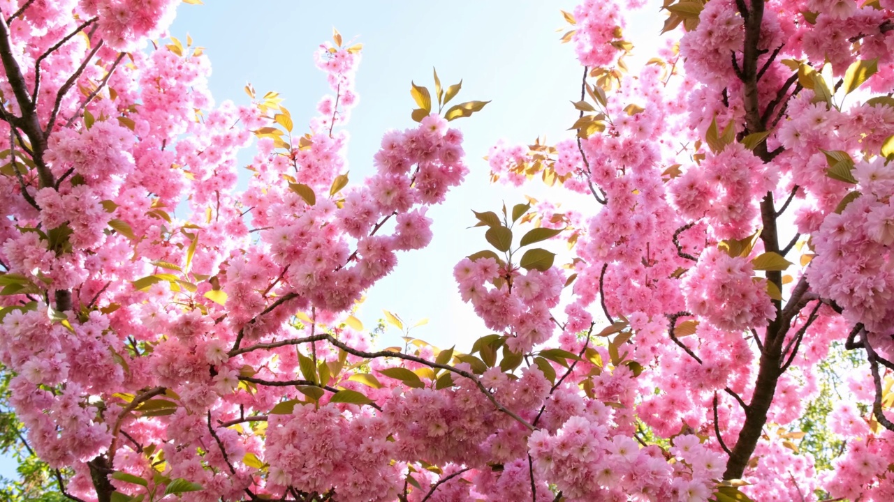 粉红色的樱花在早晨的阳光视频素材