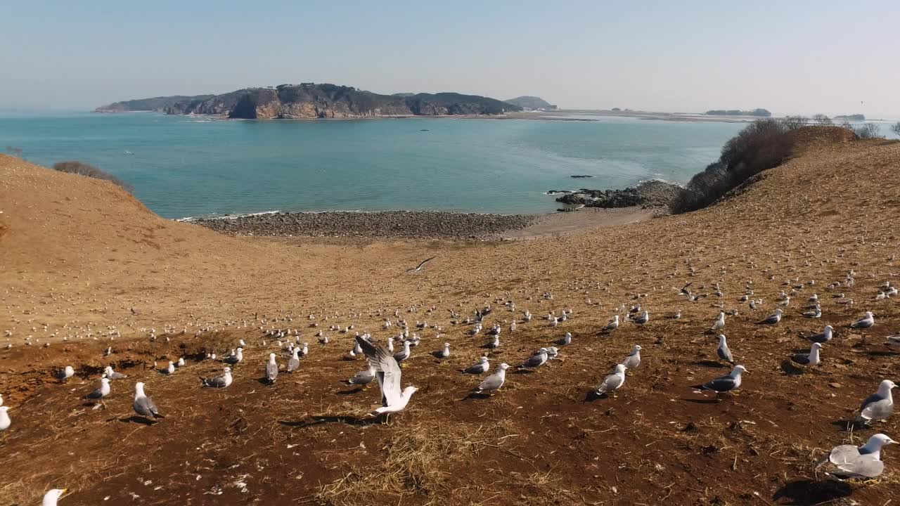 春天的一天，非军事区(韩国非军事区)——在韩国龟岛，一群黑尾鸥(Larus crassirostris)视频素材