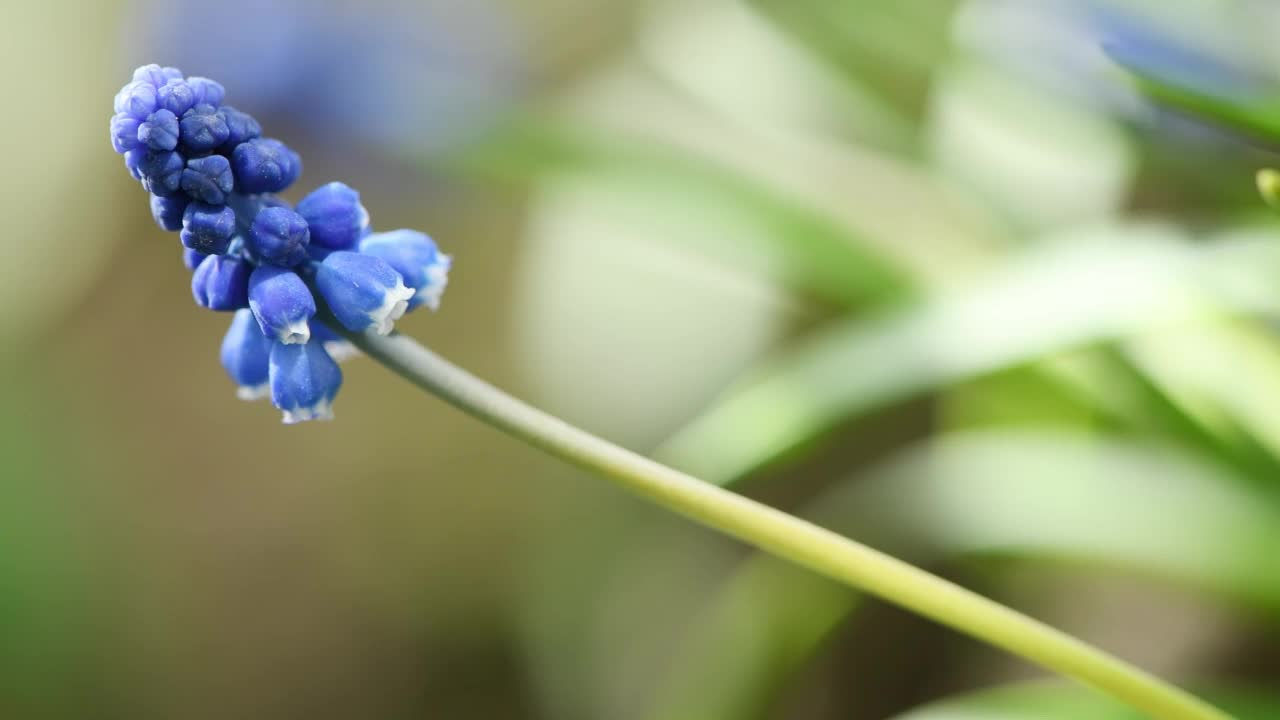 春天有蓝色的蝇蛆花或鼠形风信子。蓝色的花在风中摇曳。侧视图。视频素材