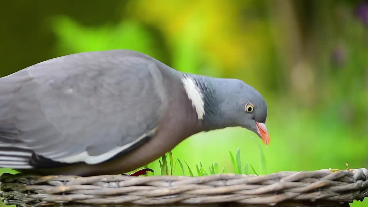 斑鸠啄食篮子里的鸟籽视频素材