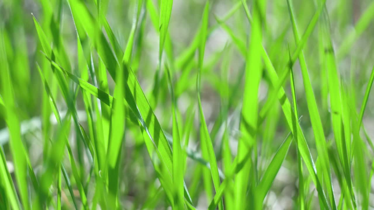 阳光下多汁明亮的绿草。关闭了。绿色草坪的背景。田野里新长出的草的纹理。抽象的自然背景与美模糊散景。有选择性的重点。宏。视频素材