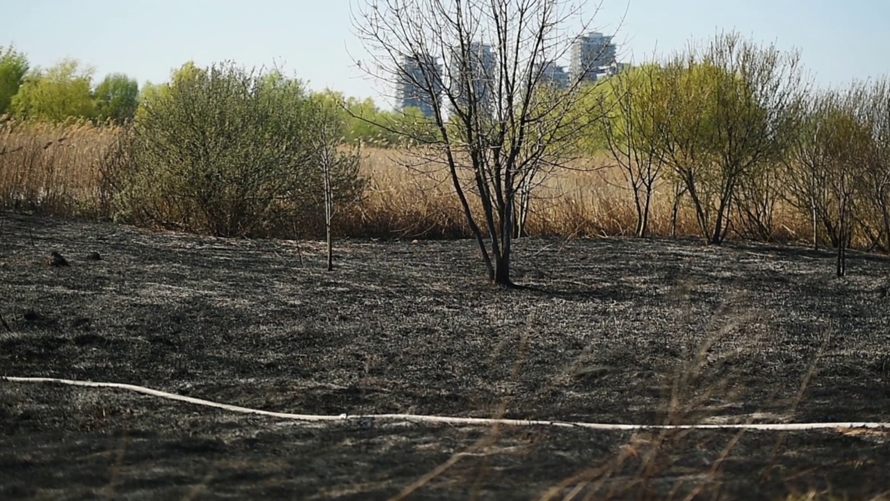 罗马尼亚布加勒斯特最大的绿地瓦卡雷斯蒂自然公园发生野火视频素材