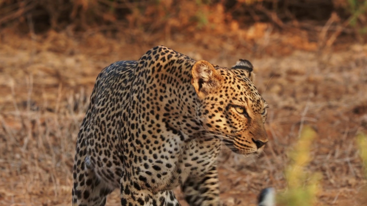 美洲豹- Panthera pardus，大斑点黄色猫科动物在非洲，属猫科动物科，日落或日出肖像在灌木丛旁边的尘土飞扬的道路在非洲，躺着和休息，离开视频素材