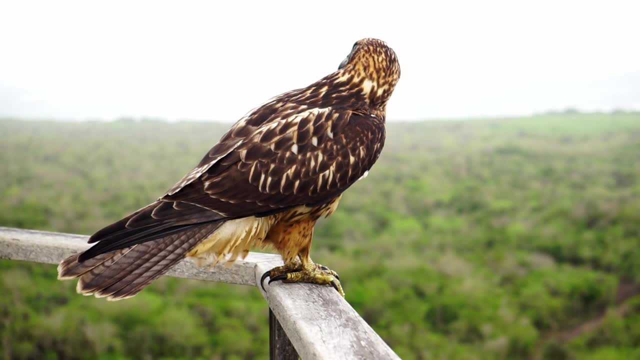 加拉帕戈斯鹰(Buteo galapagoensis)视频素材