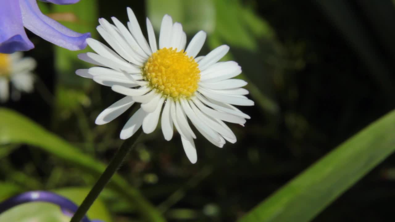 雏菊花视频素材