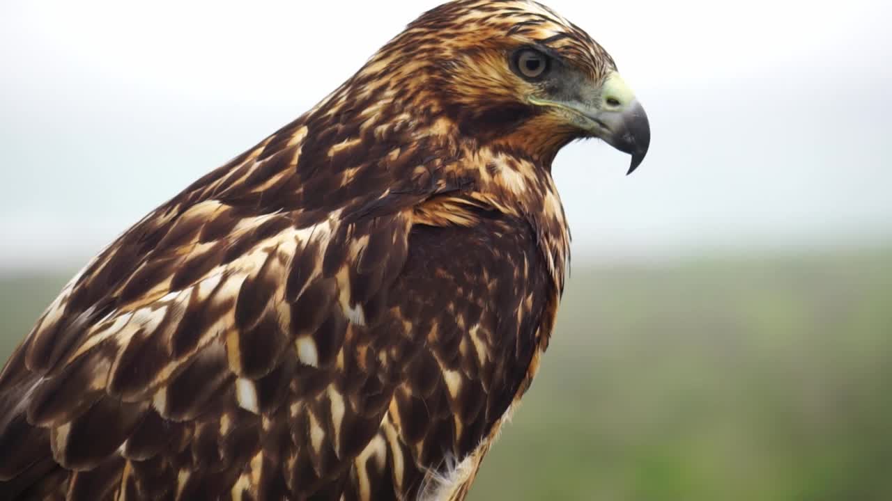 加拉帕戈斯鹰(Buteo galapagoensis)视频素材