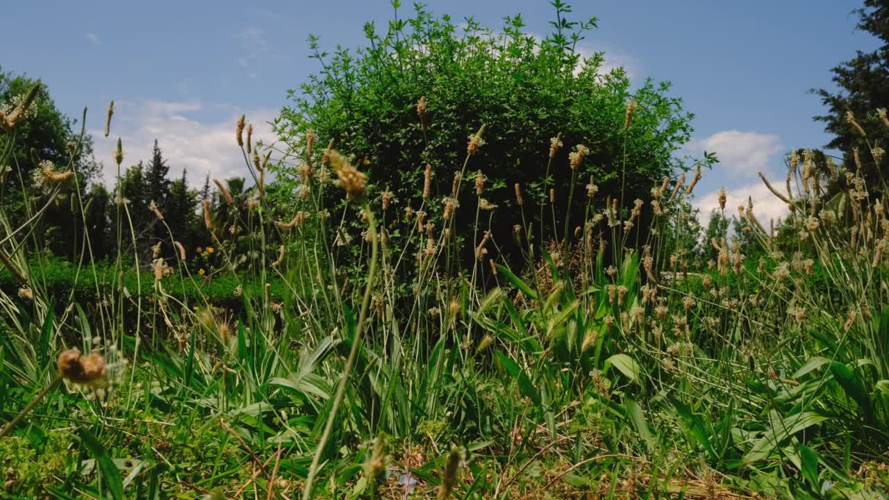 美丽的花朵在大自然视频素材