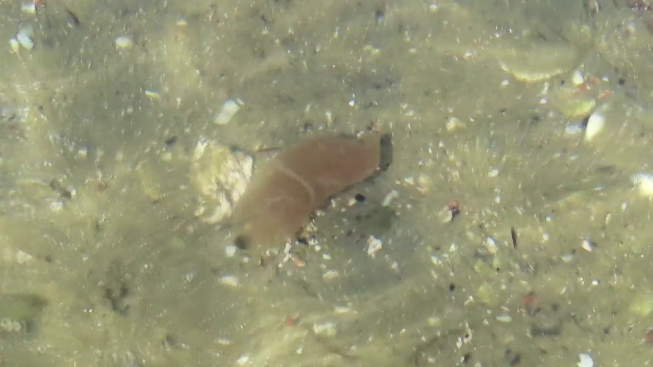 海洋水母团在海底上下浮动视频素材