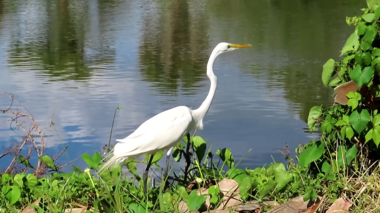白鹭水鸟，行走在湖中的植物中视频素材